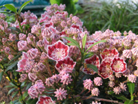 kalmia l. minuett.jpg_s.jpg